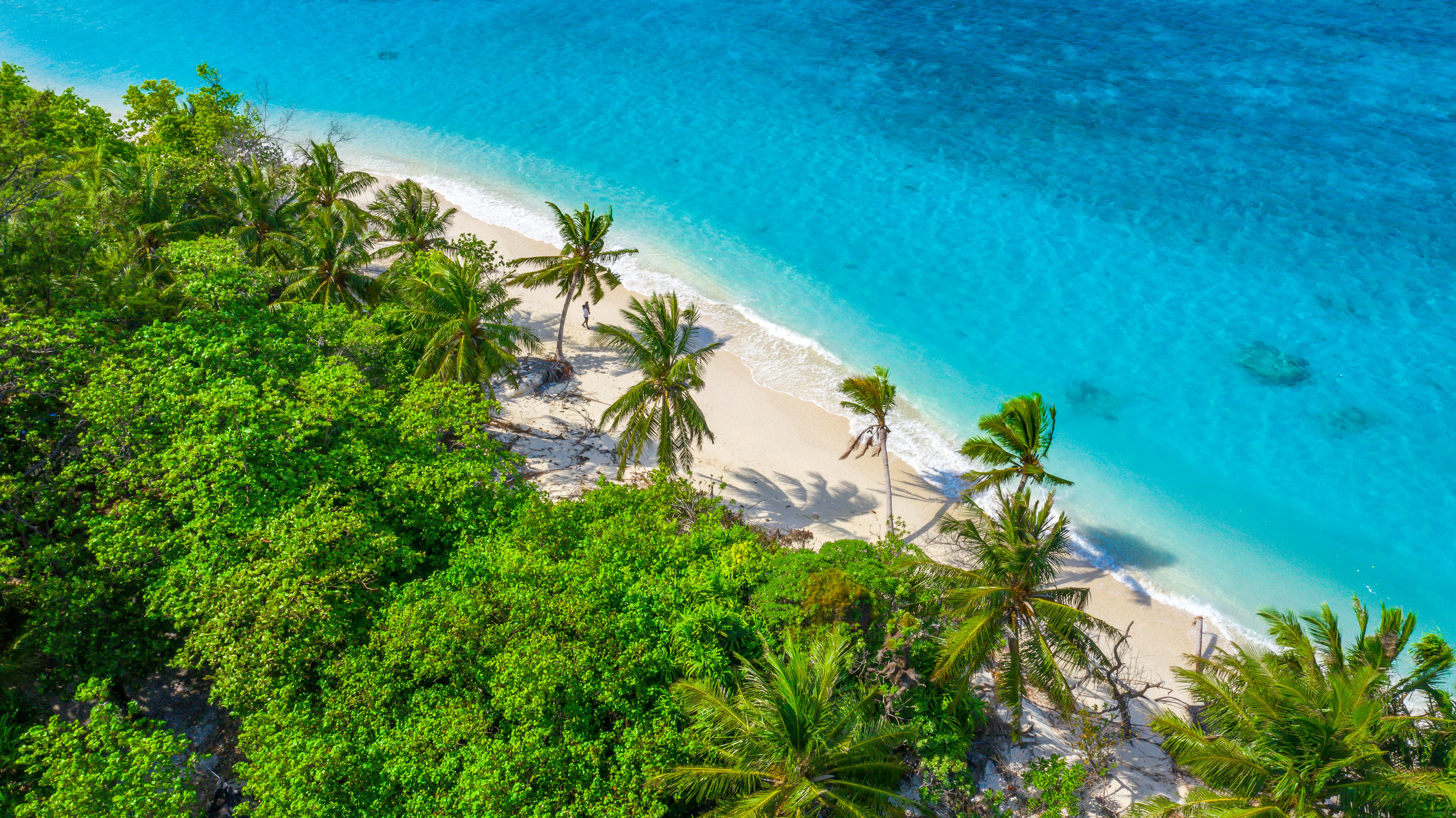 green trees near blue sea during daytime